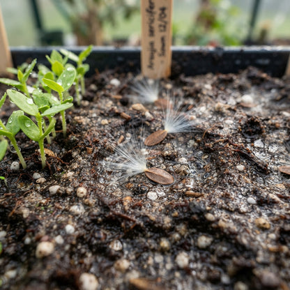 Araujia sericifera (Butterfly Vine) Seeds for Planting