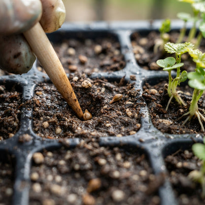 Black Finger Grape Seeds for Planting