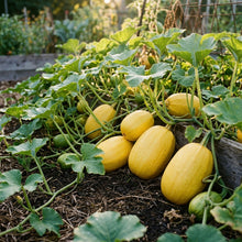 Winter Squash Spaghetti Seeds – Spaghetti Squash Seeds for Home Garden