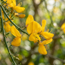 Spartium junceum Spanish Broom Seeds for Planting