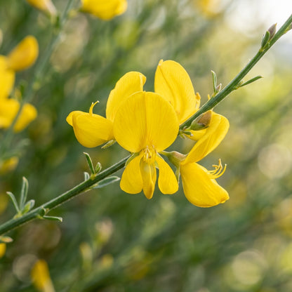 Spartium junceum Spanish Broom Seeds for Planting
