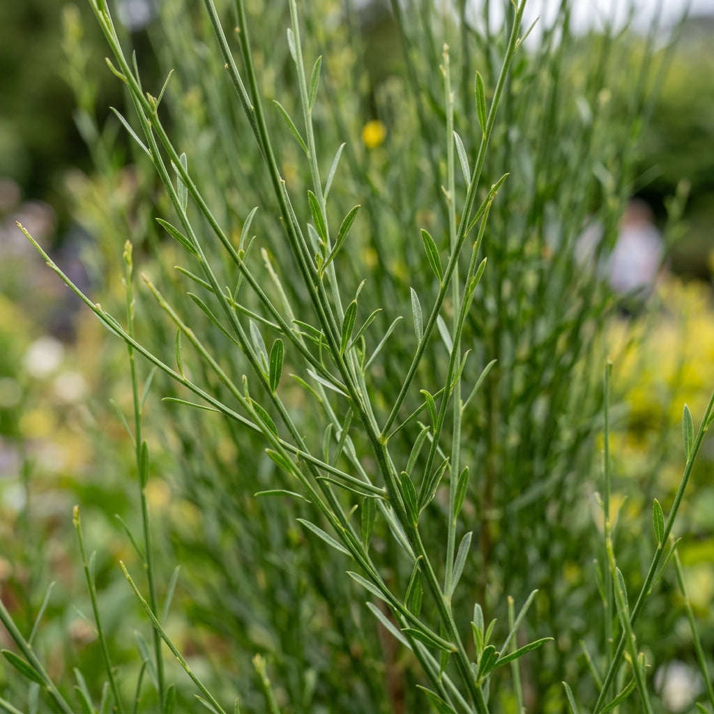 Spartium junceum Spanish Broom Seeds for Planting