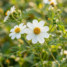 Spanish Needle Flower Seeds