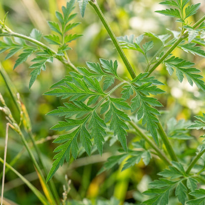 Spanish Needle Flower Seeds