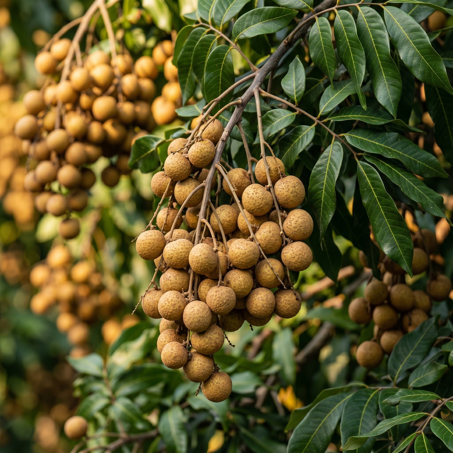 Dwarf Longan Seeds Dimocarpus longan Longan Fruit Tree Seeds