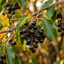 Camphor Tree Seeds Cinnamomum camphora Evergreen Tree Seeds