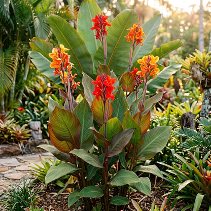 Canna Lily Seeds (Canna indica) – Perennial Garden Flower Seeds