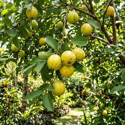 Guava Tree Seeds – Perennial Fruit Plant Seeds