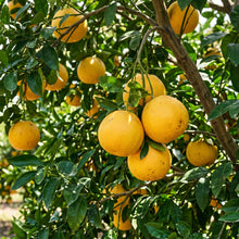 Grapefruit Seeds – Citrus Fruit Plant Seeds