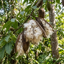 Green Kapok Tree Seeds (Ceiba pentandra) – Tropical Shade Tree Plant Seeds