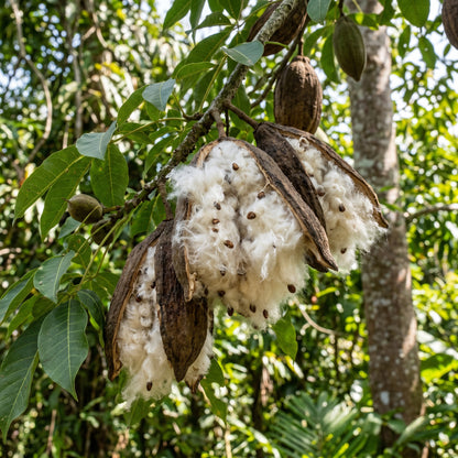 Green Kapok Tree Seeds (Ceiba pentandra) – Tropical Shade Tree Plant Seeds
