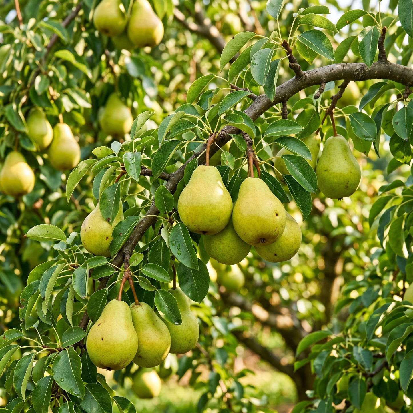 Pear Tree Seeds – Garden Plant Seeds