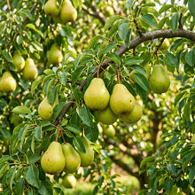 Pear Tree Seeds – Garden Plant Seeds