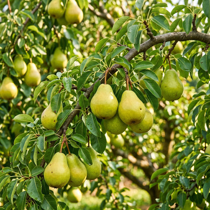 Pear Tree Seeds – Garden Plant Seeds