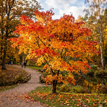 Maple Seeds Tree Plant for Garden Growing