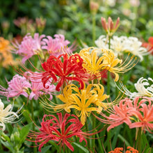 Spider Lily Mixed Color Seeds – Mixed Spider Lily Blooms