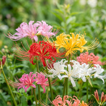 Spider Lily Mixed Color Seeds – Mixed Spider Lily Blooms