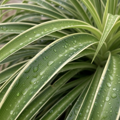 Spider Plant Seeds for Indoor Decorative Garden Planting
