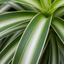 Spider Plant Seeds for Indoor Decorative Garden Planting