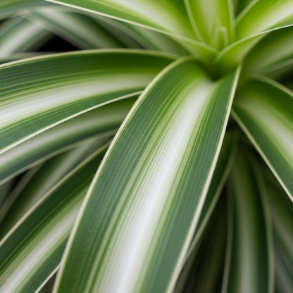 Spider Plant Seeds for Indoor Decorative Garden Planting