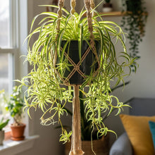 Spider Plant Seeds for Indoor Decorative Garden Planting