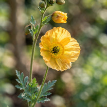Papaver spicatum Flower Seeds for Planting