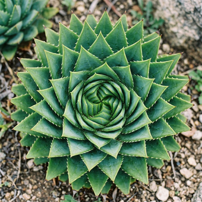 Spiral Aloe (Aloe polyphylla) Seeds for Planting