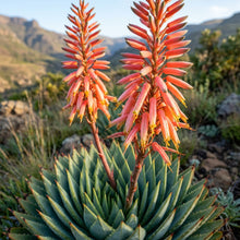 Spiral Aloe (Aloe polyphylla) Seeds for Planting
