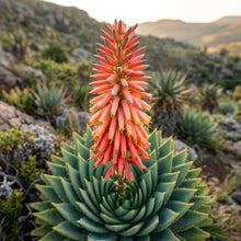 Spiral Aloe (Aloe polyphylla) Seeds for Planting