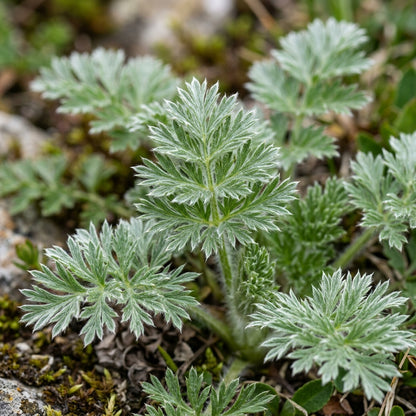 Pulsatilla Vernalis Flower Seeds