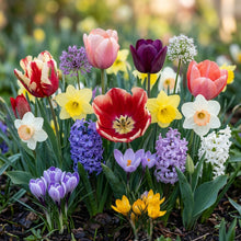 Spring Bulbs Mixed Flowering Collection for Garden Planting