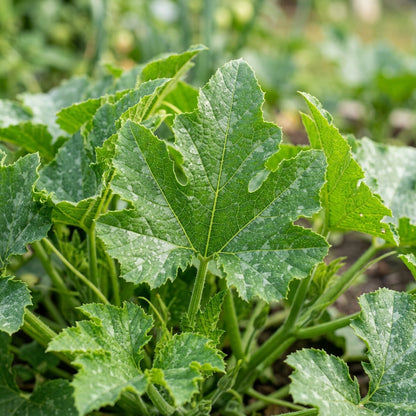 Summer Moonbeam F1 Squash Seeds – Hybrid Squash Seeds for Home Garden