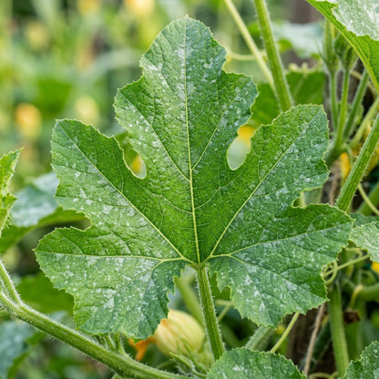 Summer Squash White Scallop Seeds – Squash Seeds for Home Garden