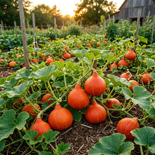 Squash Uchiki Kuri Seeds – Heirloom Squash Seeds for Planting