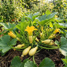 Summer Moonbeam F1 Squash Seeds – Hybrid Squash Seeds for Home Garden