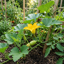 Cornells Squash Vegetable Seeds for Planting