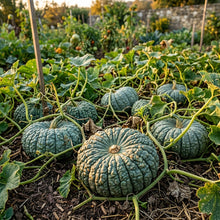 Winter Squash Marina di Chioggia Seeds – Heirloom Squash Seeds