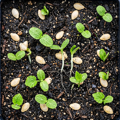 Squash Delicata Seeds – Delicata Squash Seeds for Home Garden