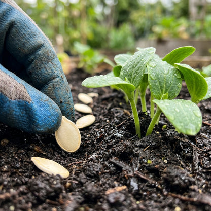 Squash Queensland Blue Seeds – Heirloom Squash Seeds for Planting