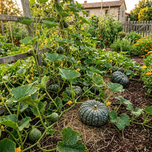 Winter Squash Marina di Chioggia Seeds – Heirloom Squash Seeds