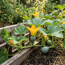 Squash Sibley Seeds – Winter Squash Seeds for Home Garden