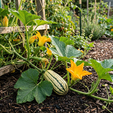 Winter Squash Delicata Seeds – Winter Squash Seeds for Home Garden