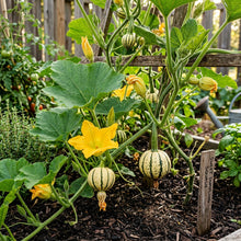 Squash Sweet Dumpling Seeds – Heirloom Squash Seeds for Home Garden