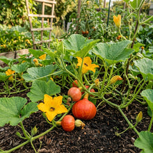 Potimarron Squash Seeds – Heirloom Squash Seeds for Home Garden