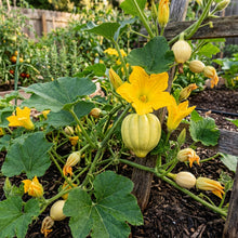 Thelma Sanders Squash Seeds – Heirloom Squash Seeds for Home Garden
