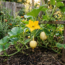 Thelma Sanders Squash Seeds – Heirloom Squash Seeds for Home Garden