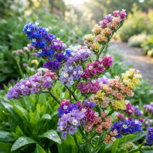 Statice Pacific Mixed Color Flower Seeds for Planting