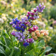 Statice Pacific Mixed Color Flower Seeds for Planting