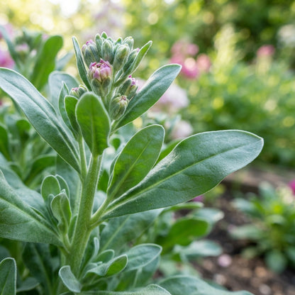 Stock Double Mixed Flower Seeds for Planting