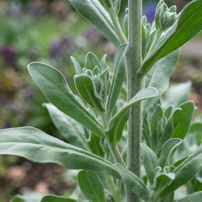 Matthiola Incana Flower Seeds for Planting
